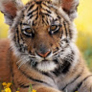 Meet your Posher, Trinity